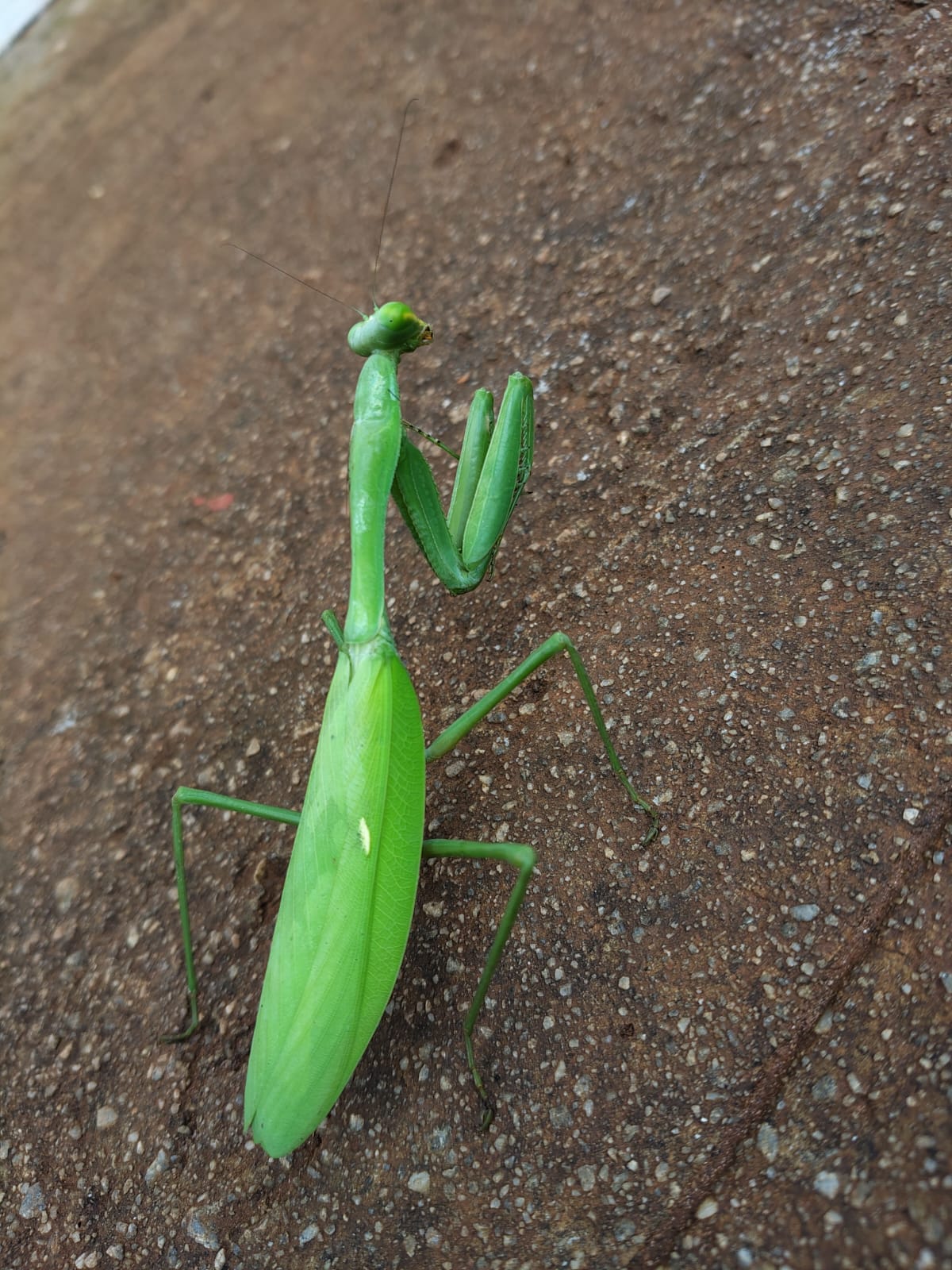 Hierodula sp. (Asian Giant Mantis)